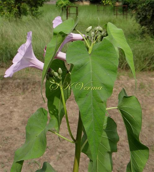 Flowering Shoot